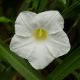 Plantes et arbustes avec inflorescence blanche