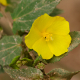 Fleurs fruits et arbustes avec inflorescence de couleur jaune ou dorée