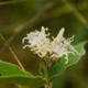 Plantes et arbustes avec inflorescence blanche