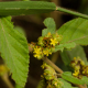 Plantes et arbustes avec inflorescence jaune ou dorée