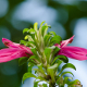 Plantes et arbustes avec inflorescence rose ou violette