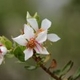 Plantes et arbustes avec inflorescence blanche