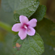 Plantes et arbustes avec inflorescence rose ou violette