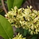 Plantes et arbustes avec inflorescence blanche