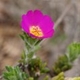 Plantes et arbustes avec inflorescence rose ou violette