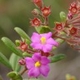 Plantes et arbustes avec inflorescence rose ou violette