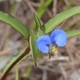 Plantes et arbustes avec inflorescence bleue