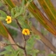 Plantes et arbustes avec inflorescence jaune ou dorée