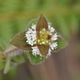 Plantes et arbustes avec inflorescence blanche