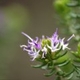 Plantes et arbustes avec inflorescence rose ou violette