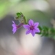 Plantes et arbustes avec inflorescence rose ou violette