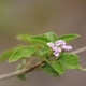 Plantes et arbustes avec inflorescence rose ou violette