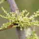 Plantes et arbustes avec inflorescence blanche