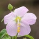 Plantes et arbustes avec inflorescence rose ou violette