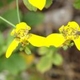 Plantes et arbustes avec inflorescence jaune ou dorée