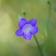 Plantes et arbustes avec inflorescence bleue