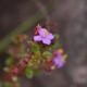 Plantes et arbustes avec inflorescence rose ou violette