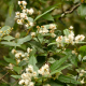 Plantes et arbustes avec inflorescence blanche