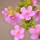 Plantes et arbustes avec inflorescence rose ou violette