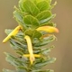 Plantes et arbustes avec inflorescence jaune ou dorée