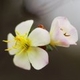 Plantes et arbustes avec inflorescence blanche