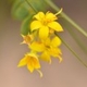 Plantes et arbustes avec inflorescence jaune ou dorée