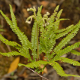 Plantes carnivores, fougères et autres du Cerrado