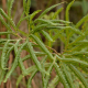 Plantes carnivores, fougères et autres du Cerrado