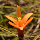 Plantes et arbustes avec inflorescence de couleur orange