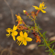 Plantes et arbustes avec inflorescence jaune ou dorée