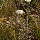 Plantes broméliacées ou plantes similaires