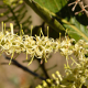 Plantes et arbustes avec inflorescence blanche