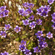 Plantes et arbustes avec inflorescence bleue