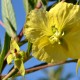 Plantes et arbustes avec inflorescence jaune ou dorée