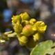 Plantes et arbustes avec inflorescence jaune ou dorée