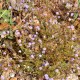 Plantes et arbustes avec inflorescence bleue