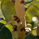 Plantes et arbustes avec inflorescence blanche