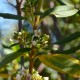 Plantes et arbustes avec inflorescence blanche