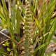 Plantes carnivores, fougères et autres du Cerrado