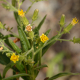 Plantes et arbustes avec inflorescence jaune ou dorée