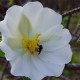 Plantes et arbustes avec inflorescence blanche