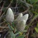 Plantes et arbustes avec inflorescence blanche