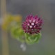 Plantes et arbustes avec inflorescence rose ou violette