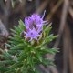 Plantes et arbustes avec inflorescence rose ou violette