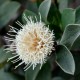 Plantes et arbustes avec inflorescence blanche