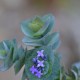 Plantes et arbustes avec inflorescence bleue