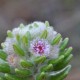 Plantes et arbustes avec inflorescence rose ou violette