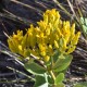 Plantes et arbustes avec inflorescence jaune ou dorée