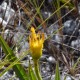 Plantes et arbustes avec inflorescence jaune ou dorée