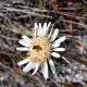 Plantes et arbustes avec inflorescence blanche